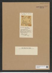Nothoceratium sexpartitum (Gr. et Str.) De-Toni (de-Toni-Nr.: Genus 139, Species 3699) Zeichnungen Sammlung Grunow Nr. 7174 (NHMW-BOT-W0376153)